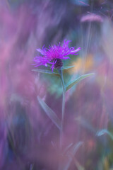 knap weed close up soft focus macro 