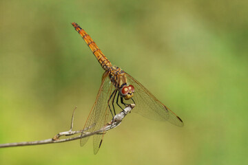 ruddy darter dragonfly, female specimen