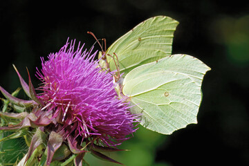 common brimstone butterflies on a milk thistle flower