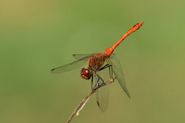 ruddy darter dragonfly, male specimen