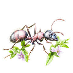 Detailed illustration of an ant crawling on a green plant with pink flowers, showcasing insect anatomy and natural habitat