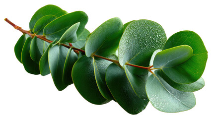 Eucalyptus Branch: A close-up shot features a vibrant eucalyptus branch, showcasing fresh, droplet-covered leaves against a backdrop of botanical elegance.