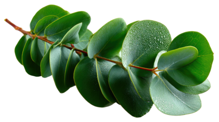 Eucalyptus Branch: A close-up shot features a vibrant eucalyptus branch, showcasing fresh, droplet-covered leaves against a backdrop of botanical elegance.