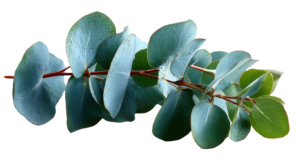 Eucalyptus Branch's Calming Presence: A serene and tranquil portrayal of a eucalyptus branch, featuring soothing, vibrant leaves.