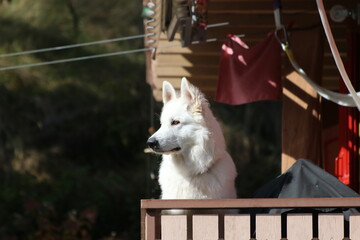 Hund wartet