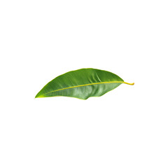 Fototapeta premium Fresh green leaf natural botanical element isolated on white background