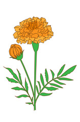 マリーゴールドの手描きイラスト06
