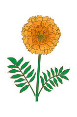 マリーゴールドの手描きイラスト08