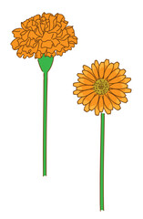 マリーゴールド(キンセンカ)の手描きイラスト07