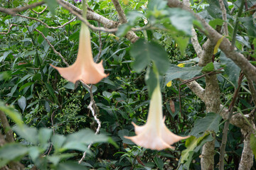 Photograph, the blossom of yellow Brugmansia (Bunga Terompet, in Bahasa), trumpet flower, in blurry...