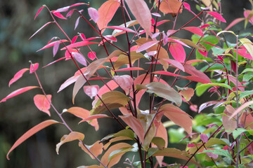 Photograph, the pink red of Syzygium luehmannii leaves were growing. It's family of Myrtaceae.