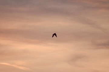 Vogel Himmel