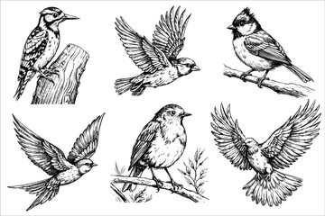 A collection of six detailed illustrations of various birds. The birds include a woodpecker, titmouse, and other small songbirds, each depicted in flight or perched.