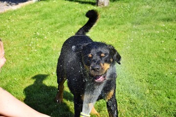 The owner of the Rottweiler refreshes him in hot weather from a garden hose. Friendship between man...