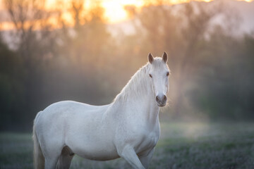 White horse with long mane in sunlight