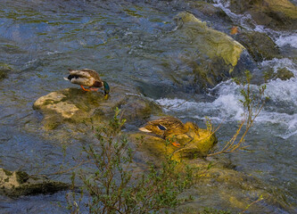 Fototapeta premium A couple of ducks in the river.