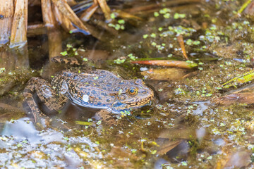 A large green frog sits in the marsh.