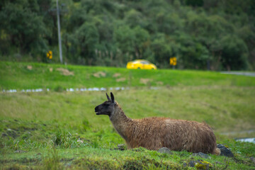 Parque Nacional Cajas en la Provincia de Azuay en Cueca, Ecuador. Una especie de paramo con diversidad de animales, senderos que atraviesan bosques nubosos de hoja perenne y sus cientos de lagunas.
