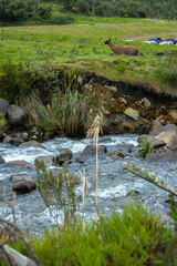 Parque Nacional Cajas en la Provincia de Azuay en Cueca, Ecuador. Una especie de paramo con diversidad de animales, senderos que atraviesan bosques nubosos de hoja perenne y sus cientos de lagunas.
