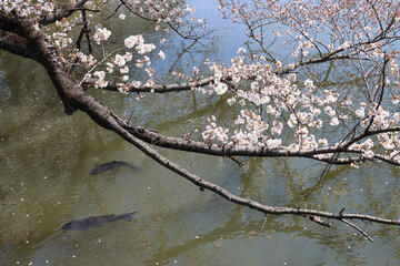 Cherry tree in bloom touching the water of a water pond