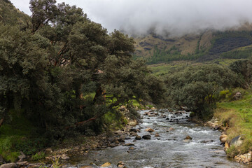 Parque Nacional Cajas en la Provincia de Azuay en Cueca, Ecuador. Una especie de paramo con diversidad de animales, senderos que atraviesan bosques nubosos de hoja perenne y sus cientos de lagunas.