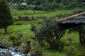 Parque Nacional Cajas en la Provincia de Azuay en Cueca, Ecuador. Una especie de paramo con diversidad de animales, senderos que atraviesan bosques nubosos de hoja perenne y sus cientos de lagunas.