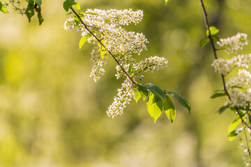 White flowers blooming bird cherry. Close-up of a Flowering Prunus padus Tree with White Little Blossoms