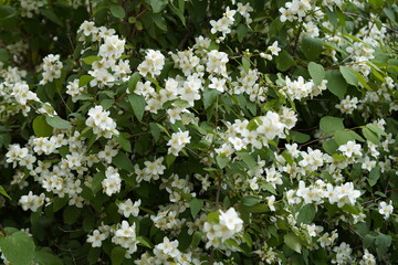 wild valentine flowers and green background