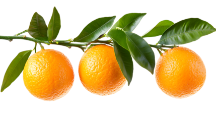 Three fresh oranges hanging from a branch with green leaves, isolated on a white background