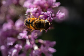 Biene im Blütenmeer