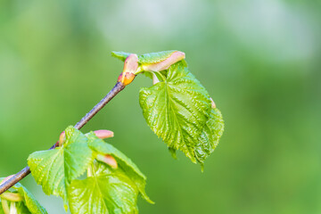 Tilia cordata, the small-leaved lime or small-leaved linden branch with fresh leaves in spring