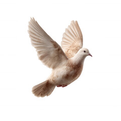 A beautiful dove in mid-flight, showcasing its elegant wings and soft plumage, symbolizing peace and freedom against a white isolated background.