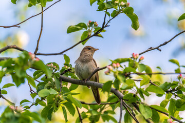 Thrush Nightingale, Luscinia luscinia. A bird sits on a tree branch and sings