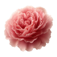 A beautiful pink flower with delicate petals, showcasing intricate layers and a soft, graceful appearance.