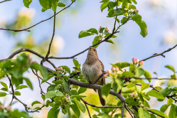 Thrush Nightingale, Luscinia luscinia. A bird sits on a tree branch and sings