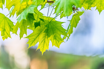 Spring branches of maple tree with fresh green leaves. Acer saccharinum, silver maple