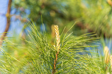 Green small pine trees with fresh shoots in spring or summer