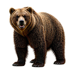 Fototapeta premium Powerful wild brown bear on thick fur intense gaze and strong stance embodying wilderness strength and beauty