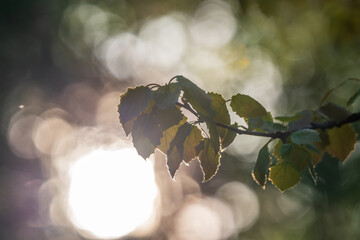 Branch of birch tree, Betula pendula, silver birch, warty birch, European white birch, with green...