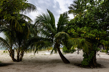 Palm Trees on a Sandy Tropical Beach