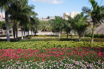 Blühende Parkanlage in  Las Palmas de Gran Canaria