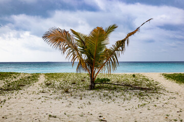 Lonely Palm Tree on a Tropical Beach
