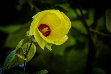 Yellow and Red Hibiscus Bud Opening
