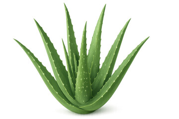 Realistic 3d rendering of an aloe vera plant, isolated on transparent background, ideal for health and beauty projects