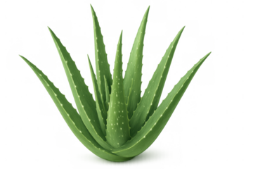 Realistic 3d rendering of an aloe vera plant, isolated on transparent background, ideal for health and beauty projects