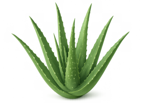 Realistic 3d rendering of an aloe vera plant, isolated on transparent background, ideal for health and beauty projects