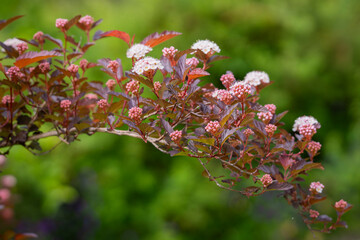Ninebark foliage with flowers, purple and white background. White ninebark, Physocarpus opulifolius Diable D’Or ‘Mindia’ in flower. 
