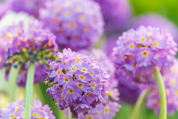 Primula denticulata purple in springtime. Pink Primula denticulata (Drumstick Primula) in garden