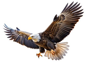 Obraz premium Eagle flying on the white background
