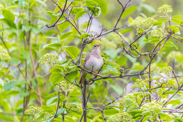 Thrush Nightingale, Luscinia luscinia. A bird sits on a tree branch and sings
